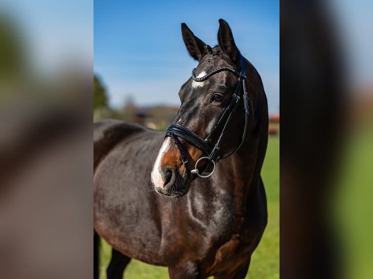 Hannover Giumenta 7 Anni 167 cm Baio in Breitbrunn am Chiemsee