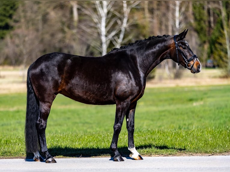 Hannover Giumenta 7 Anni 167 cm Baio in Breitbrunn am Chiemsee