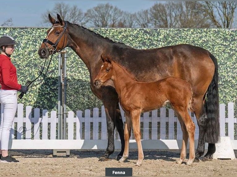 Hannover Giumenta 7 Anni 167 cm Baio in Kutenholz