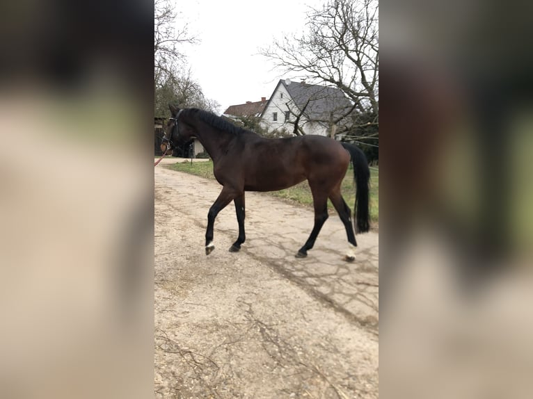 Hannover Giumenta 7 Anni 167 cm Baio scuro in Edingen-Neckarhausen