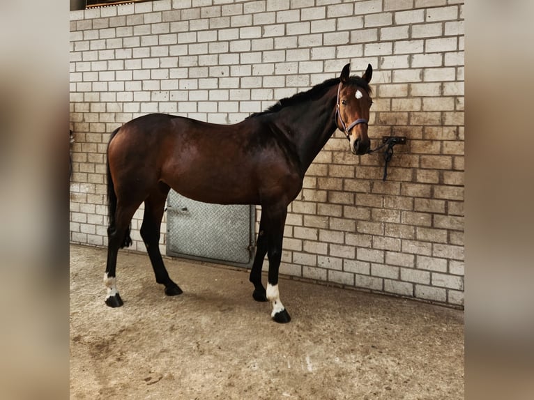 Hannover Giumenta 7 Anni 167 cm Baio scuro in Ibbenbüren