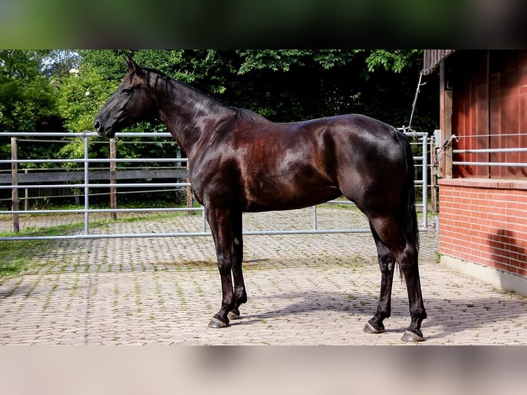 Hannover Giumenta 7 Anni 167 cm Morello in Neu-Eichenberg