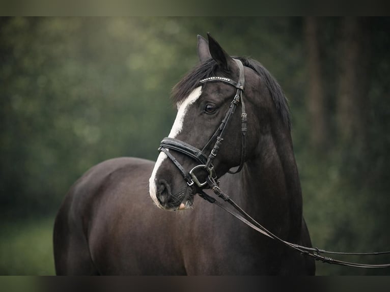 Hannover Giumenta 7 Anni 167 cm Morello in Graben