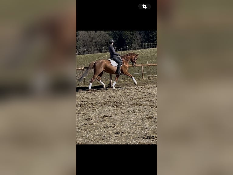 Hannover Giumenta 7 Anni 167 cm Sauro in Ried