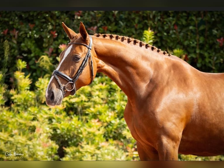 Hannover Giumenta 7 Anni 167 cm Sauro scuro in Guimarães, Braga