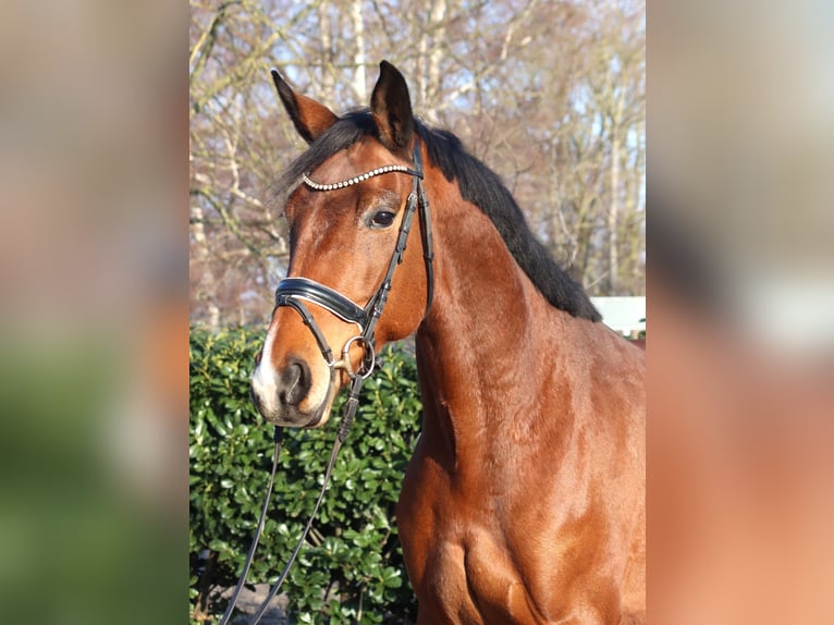 Hannover Giumenta 7 Anni 168 cm Baio in Selsingen