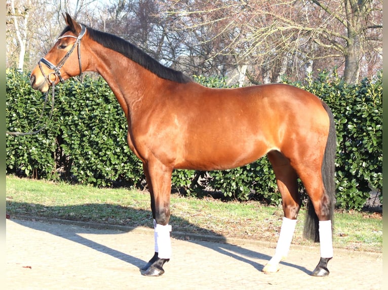 Hannover Giumenta 7 Anni 168 cm Baio in Selsingen