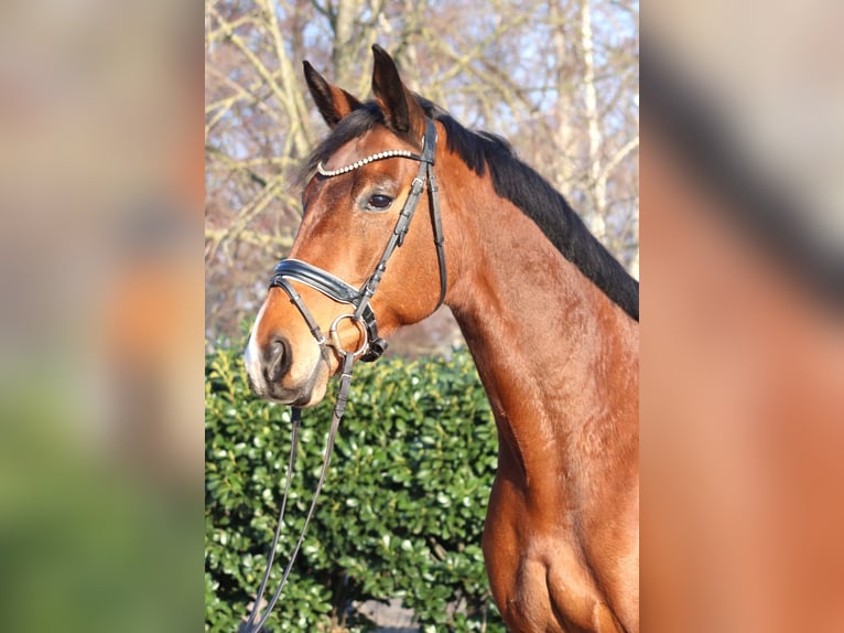 Hannover Giumenta 7 Anni 168 cm Baio in Selsingen