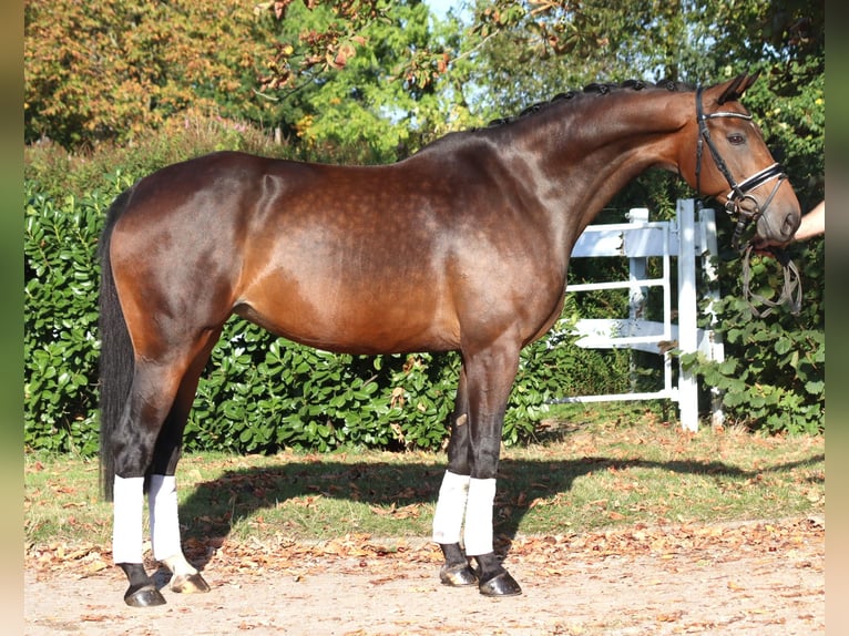 Hannover Giumenta 7 Anni 168 cm Baio in Selsingen