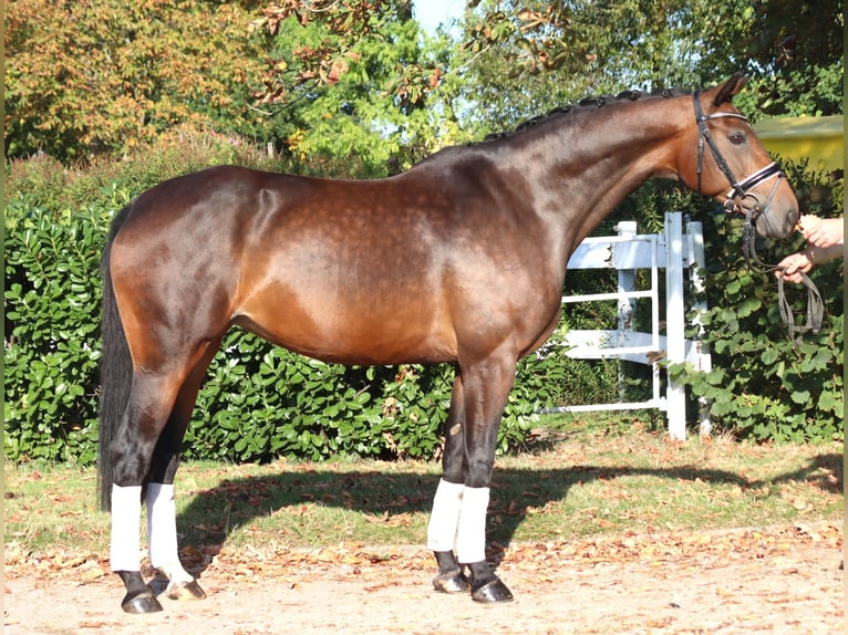 Hannover Giumenta 7 Anni 168 cm Baio in Selsingen