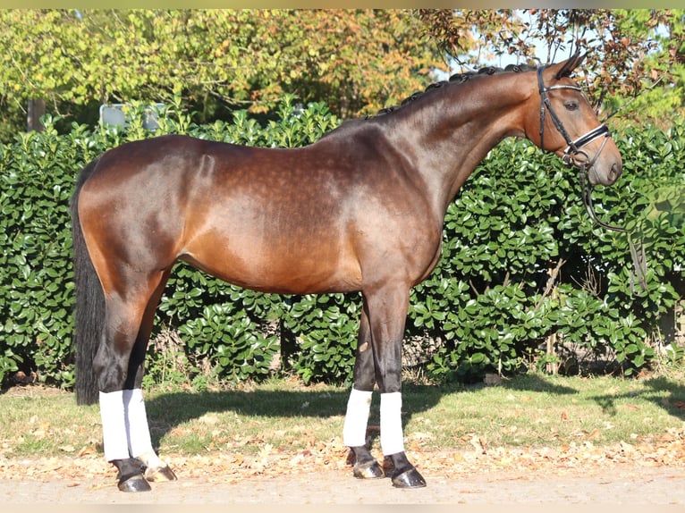 Hannover Giumenta 7 Anni 168 cm Baio in Selsingen