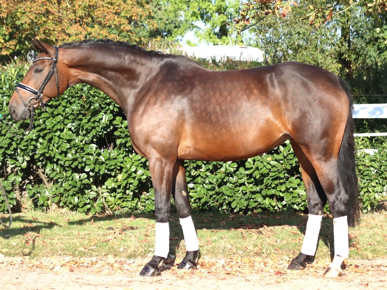 Hannover Giumenta 7 Anni 168 cm Baio in Selsingen
