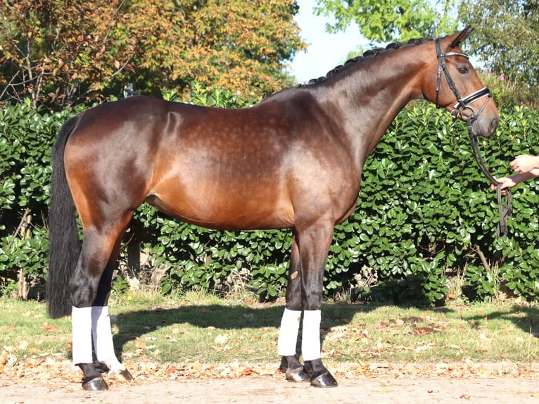 Hannover Giumenta 7 Anni 168 cm Baio in Selsingen