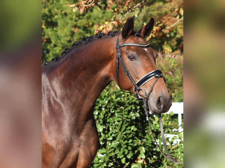 Hannover Giumenta 7 Anni 168 cm Baio in Selsingen