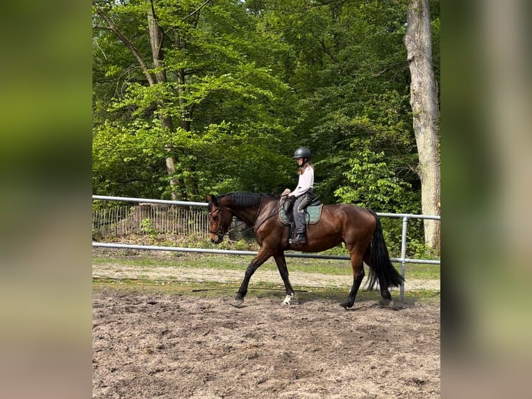 Hannover Giumenta 7 Anni 168 cm Baio in Kirchwalsede