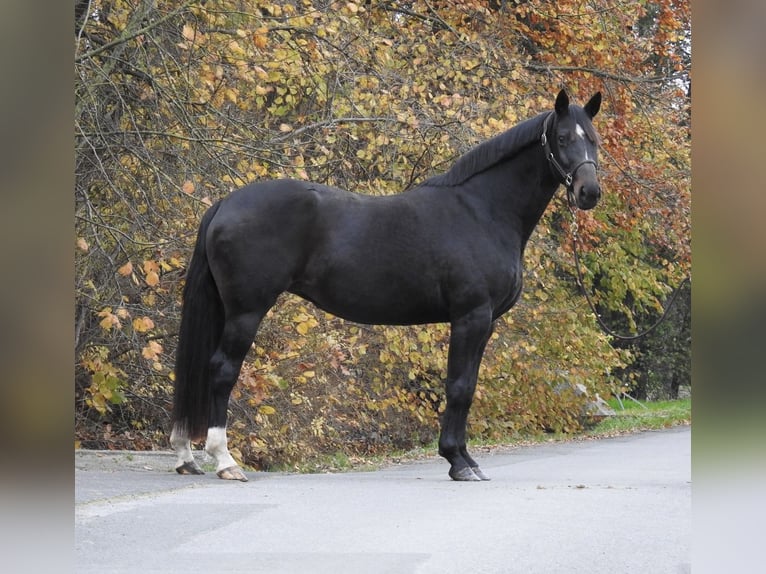 Hannover Giumenta 7 Anni 168 cm Baio scuro in Verl