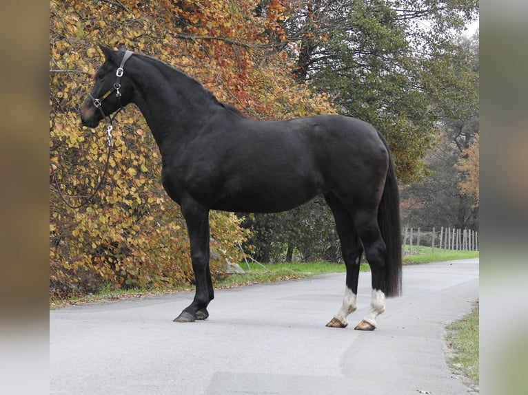 Hannover Giumenta 7 Anni 168 cm Baio scuro in Verl