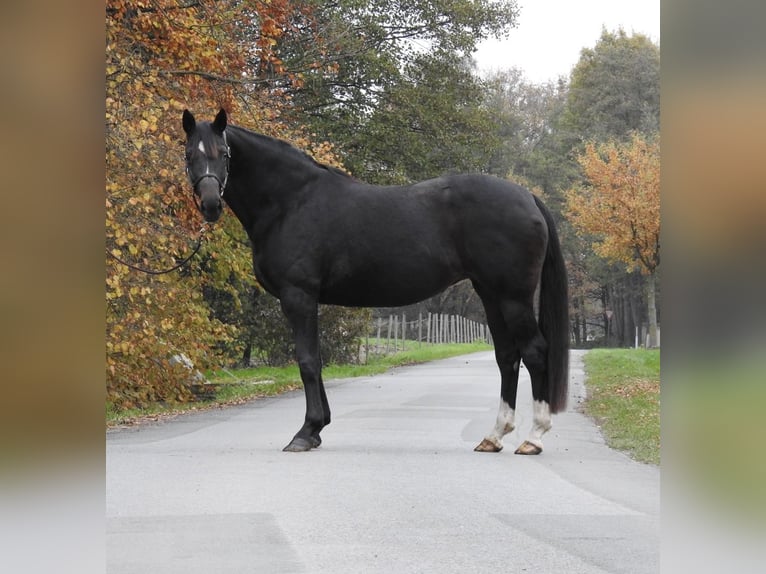 Hannover Giumenta 7 Anni 168 cm Baio scuro in Verl