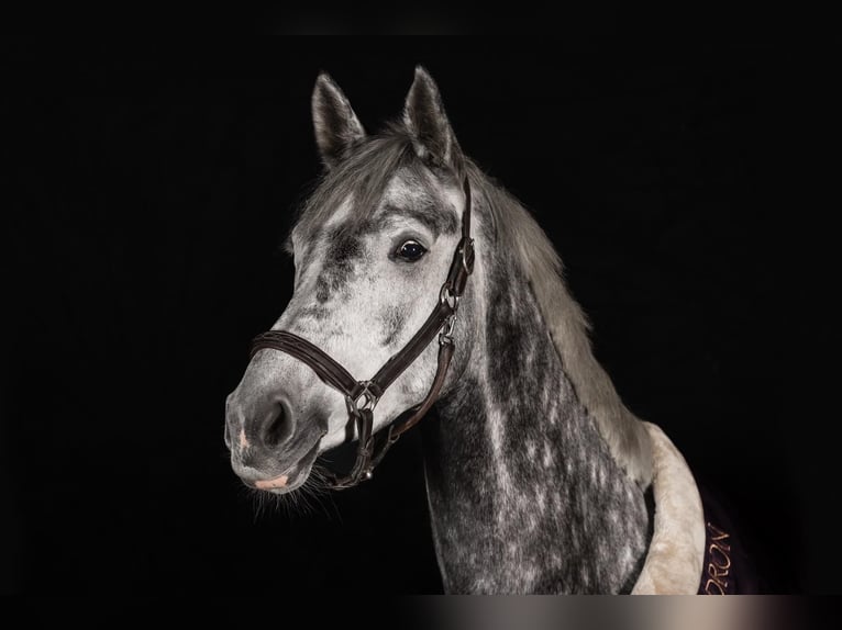 Hannover Giumenta 7 Anni 168 cm Grigio pezzato in Sprockhövel