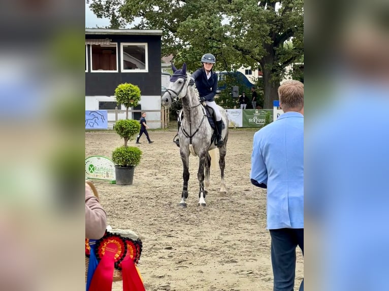 Hannover Giumenta 7 Anni 168 cm Grigio pezzato in Sprockhövel