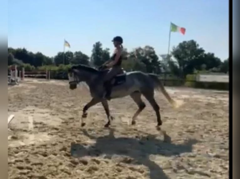 Hannover Giumenta 7 Anni 168 cm Grigio pezzato in Wuppertal