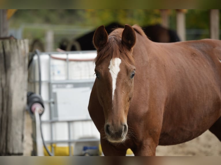 Hannover Giumenta 7 Anni 168 cm Sauro in Viernheim