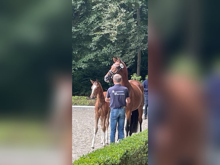 Hannover Giumenta 7 Anni 169 cm Baio in Langwedel