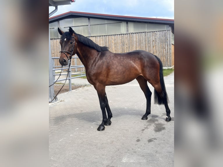 Hannover Giumenta 7 Anni 169 cm Baio in Leipzig