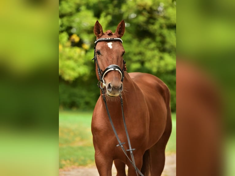 Hannover Giumenta 7 Anni 169 cm Baio in Grieselstein