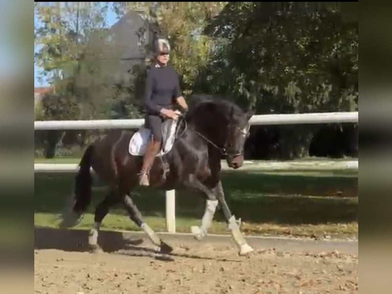 Hannover Giumenta 7 Anni 169 cm Baio scuro in Hamm
