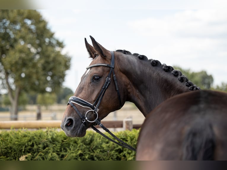 Hannover Giumenta 7 Anni 169 cm Baio scuro in Tiddische