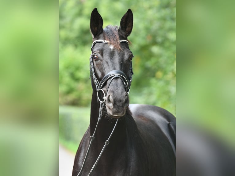 Hannover Giumenta 7 Anni 169 cm Morello in Grebin