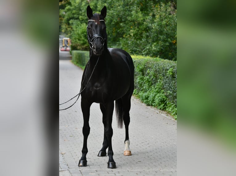 Hannover Giumenta 7 Anni 169 cm Morello in Grebin