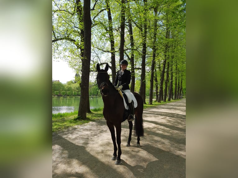 Hannover Giumenta 7 Anni 169 cm Morello in Moers