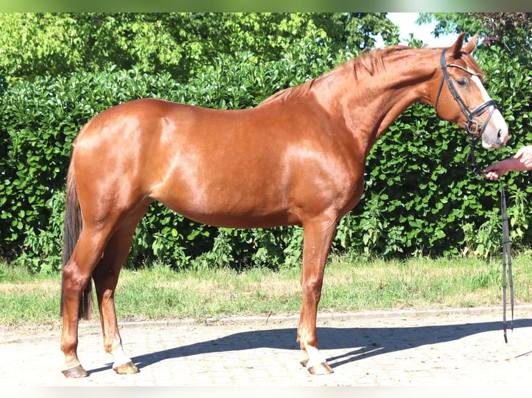 Hannover Giumenta 7 Anni 169 cm Sauro in Selsingen