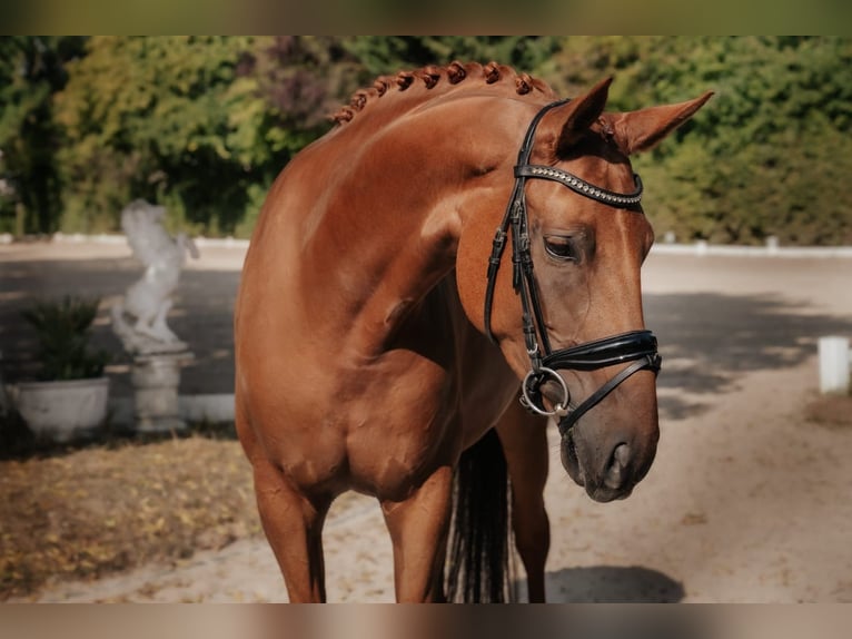 Hannover Giumenta 7 Anni 169 cm Sauro in Nidderau