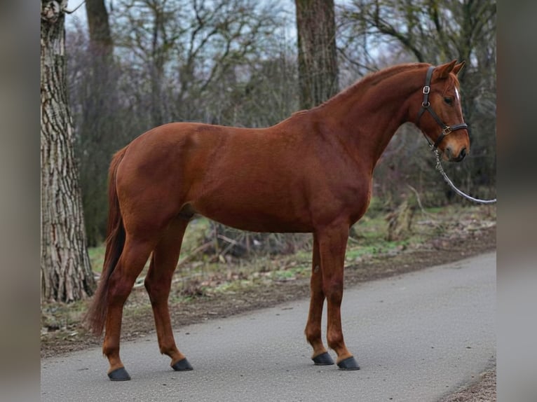 Hannover Giumenta 7 Anni 169 cm Sauro in Ammersbek