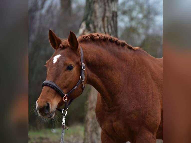 Hannover Giumenta 7 Anni 169 cm Sauro in Ammersbek