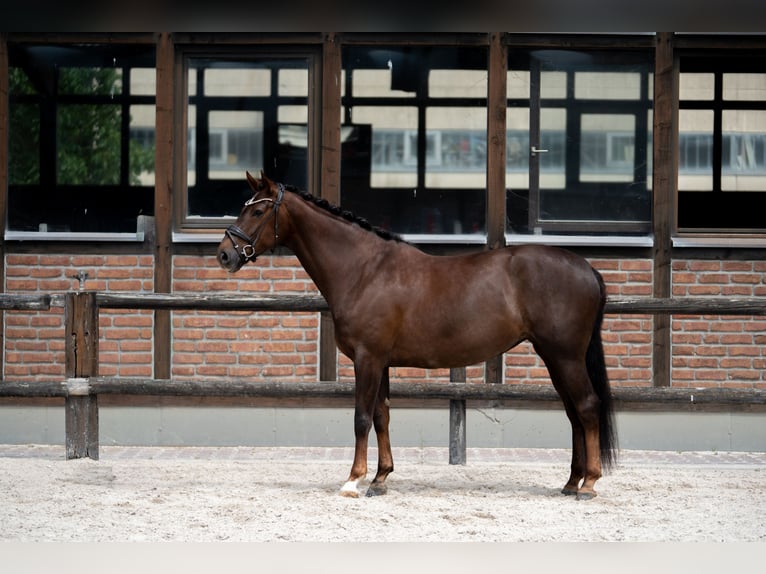 Hannover Giumenta 7 Anni 169 cm Sauro scuro in Heidesheim am Rhein