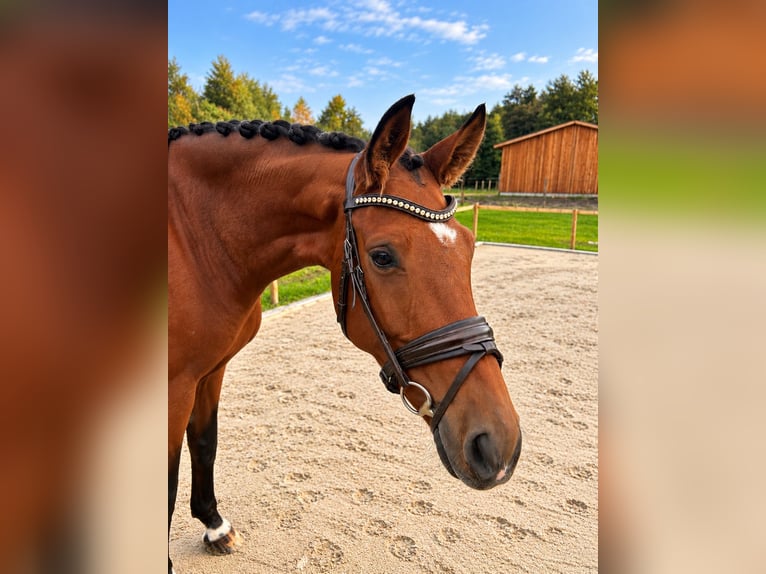 Hannover Giumenta 7 Anni 170 cm Baio in Seevetal