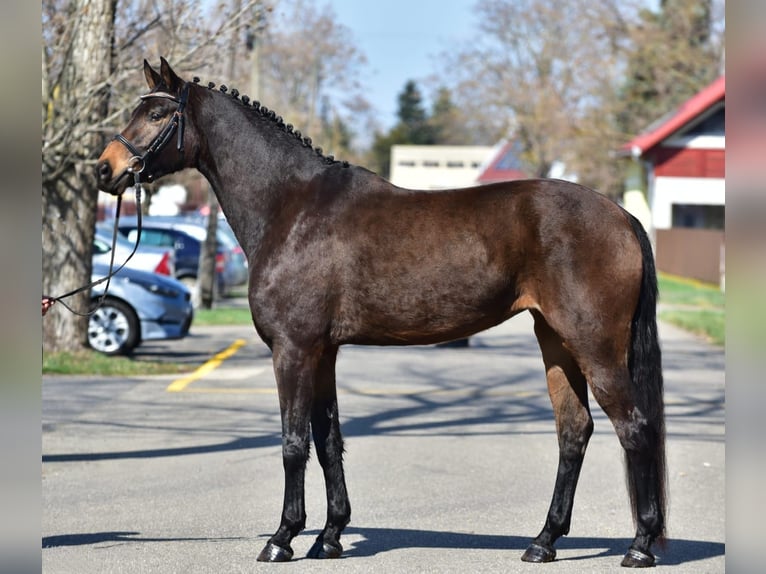 Hannover Giumenta 7 Anni 170 cm Baio in Debrecen