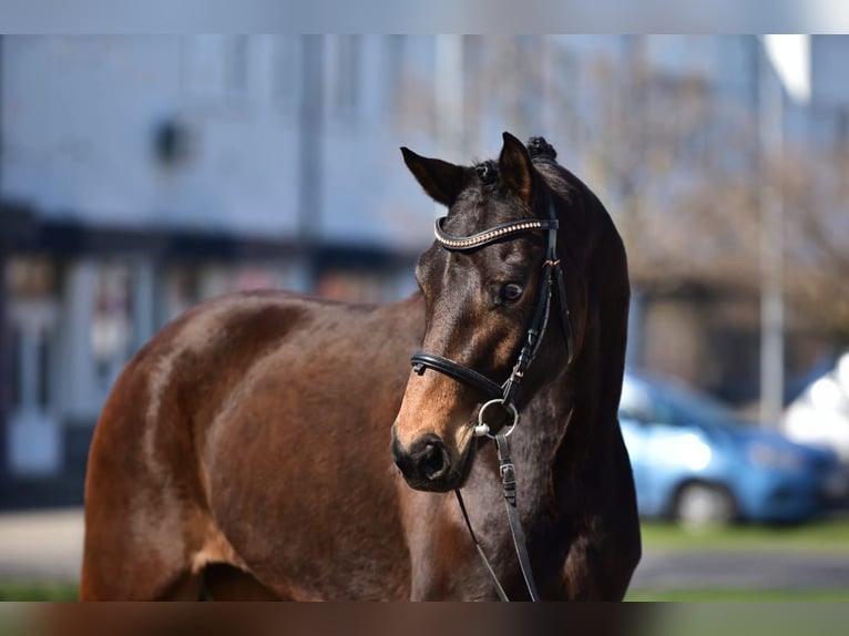 Hannover Giumenta 7 Anni 170 cm Baio in Debrecen