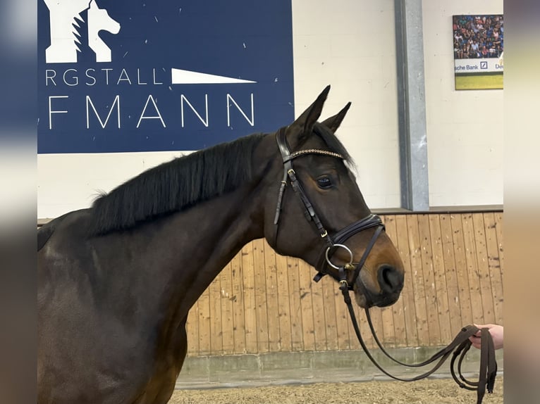 Hannover Giumenta 7 Anni 170 cm Baio in Zeven