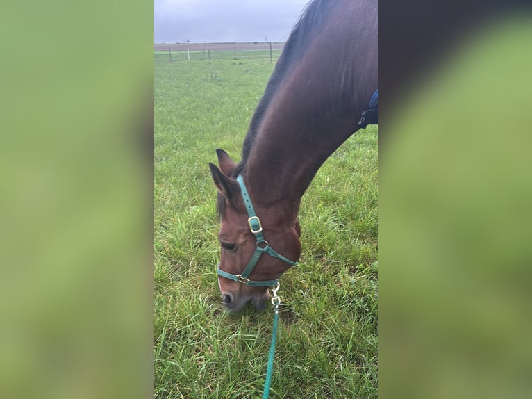 Hannover Giumenta 7 Anni 170 cm Baio chiaro in Meddersheim