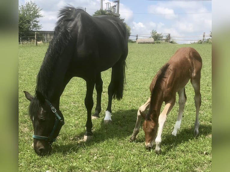 Hannover Giumenta 7 Anni 170 cm Baio nero in Nünchritz