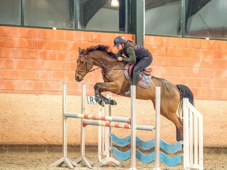 Hannover Giumenta 7 Anni 170 cm Baio scuro in Langelsheim