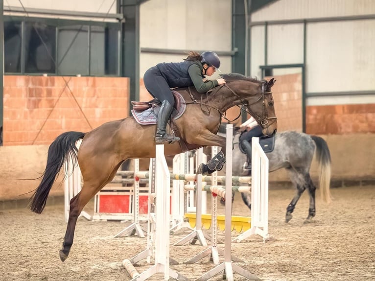 Hannover Giumenta 7 Anni 170 cm Baio scuro in Langelsheim