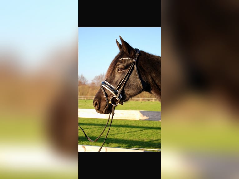 Hannover Giumenta 7 Anni 170 cm Morello in Lübeck