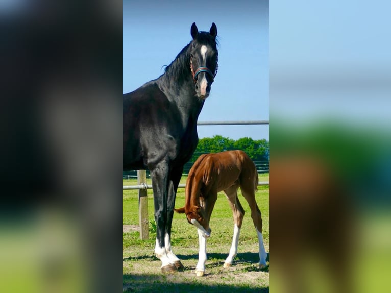 Hannover Giumenta 7 Anni 170 cm Morello in Münster