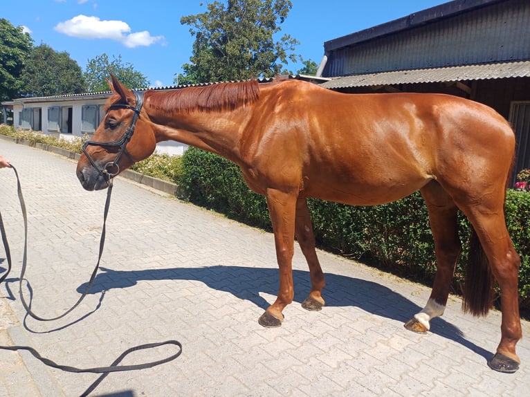 Hannover Giumenta 7 Anni 170 cm Sauro in Wiesbaden